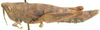 Gymnidium turbinatum Karsch, 1896: female, lateral view. (Otu).