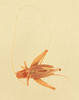 CollectionObject 1517820; 0550c743-8426-4c66-b13e-6eacadb756df, NHMUK015982267: female, dorsal view (holotype). (CollectionObject).