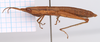 CollectionObject 2053562; 59aed29a-c99c-4c80-83a6-875e620c6f57, CNMS 3781: female, lateral view (paratype). (CollectionObject).