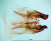 CollectionObject 1502445; ae67c707-787b-4d85-b8cf-c44899ad23c7: phallus dorsal view (lectotype). (CollectionObject).
