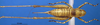 CollectionObject 1521369; 026c456f-19c1-4e17-adcf-99b638704cf8: female, dorsal view (holotype). (CollectionObject).