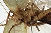 CollectionObject 1529733; 56738053-1ee8-455b-a7f7-dc78c1e24cb7: female pronotum, lateral view(holotype). (CollectionObject).