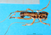 CollectionObject 1500177; a5ee366d-9d17-4d22-873a-f066a06453a0: male, dorsal view (syntype). (CollectionObject).