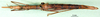 CollectionObject 1500906; 9ad6e7a5-65d1-4591-b3f0-398001e7712d: female, ventral view (holotype). (CollectionObject).