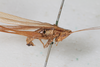 CollectionObject 1506490; f8e56635-8ac9-4f90-8cfb-a2e9f4842349: male, lateral view (paralectotype). (CollectionObject).