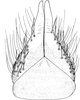 Subgenital plate: !! display not done !! on Sonronius dahlbomi (Zetterstedt, 1837): Subgenital plate. (Observation).