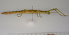 CollectionObject 1578775; a4870e64-5fe8-4a7f-bf65-4a907223154a: copyright ZMUH, Hamburg. female, lateral view (paratype). (CollectionObject).