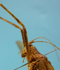 CollectionObject 1542807; 79d3c084-e725-4bd6-b109-bb32cf45d8cb: male pronotum lateral view (holotype). (CollectionObject).