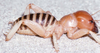 CollectionObject 2782302; 841cd2d6-445e-437f-bf4a-4cbdb9fed1d7, CAS Entomology type 20195: (CollectionObject).