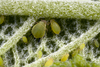 Aphis (Aphis) spiraecola Patch, 1914: on Eupatorium rugosum (Photo:Voegtlin, D.). (Otu).
