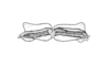 Baeacris morosa (Rehn, 1905): Fig. 15. aedeagaus apex, caudal view. (Otu).