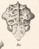 Head on Bolbonotodes ganglbaueri Fowler, 1894: (Observation).