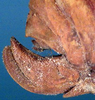 Torbia perficita Walker, 1869: female ovipositor (syntype). (Otu).