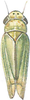 Habitus, dorsal view on Chlorita (Chlorita) viridula (Fallén, 1806): Habitus (female). (Observation).