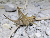 Pterolepis cordubensis Bolívar, 1900: female (Spain, Córdoba). (Otu).