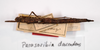 CollectionObject 1560922; 83189abb-e790-441e-beff-f8576f41d2b4: copyright MNCN, Madrid. female (syntype). (CollectionObject).