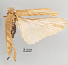 CollectionObject 1522932; e71d4203-2c24-4ef1-8fde-a70591f3208e: Female, dorsal view (holotype). (CollectionObject).