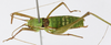 CollectionObject 1591477; 17a083f7-5268-4ffd-87f6-54001c8fdeaa, MLP-OR-3224: dorsal view. (CollectionObject).