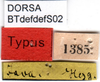 CollectionObject 1501729; 8b48c11e-f516-4a15-aeef-91b6f03c5d89: labels (paralectotype). (CollectionObject).