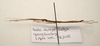 CollectionObject 1595843; 39db403f-1eb3-4635-aa49-efa4a8876873: copyright LKCNH Singapore. male, lateral view (paratype). (CollectionObject).;CollectionObject 1595844; 299e4fd2-270f-4910-a9c7-b4b5150c199f: copyright LKCNH Singapore. male, lateral view (paratype). (CollectionObject).