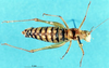 CollectionObject 1507208; e9b05b29-fe85-4d36-907f-40fc759c4cb7: male, dorsal view. (CollectionObject).