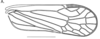 Forewing: (Observation).
