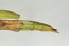 CollectionObject 1557506; 62e2d0ab-811f-4025-a83a-6af446a3af7b: copyright USNM, Washington. female: end of abdomen, dorsal view (holotype). (CollectionObject).