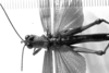 CollectionObject 1532982; 702bd084-fcd7-4b81-896f-f01ea0cae9a9: male, dorsal view. (CollectionObject).