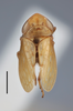 Habitus, dorsal view: !! display not done !! on Bonaspeia straminea Linnavuori, 1961: (Observation).