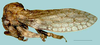 Eudonica Albertson, 2005: _Eudonica nanella_. (Otu).
