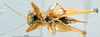 CollectionObject 1503326; MBBJ 3225230, 36509392-f748-4bfd-af33-1e1d80fd2295: female ventral view. (CollectionObject).