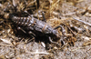 Agathemera claraziana (Saussure, 1868): copyright, A. Camousseight. A. claraziana female in nature. (Otu).