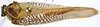 Habitus, dorsal view: !! display not done !! on Doriana conspersa (Walker, 1858): (Observation).