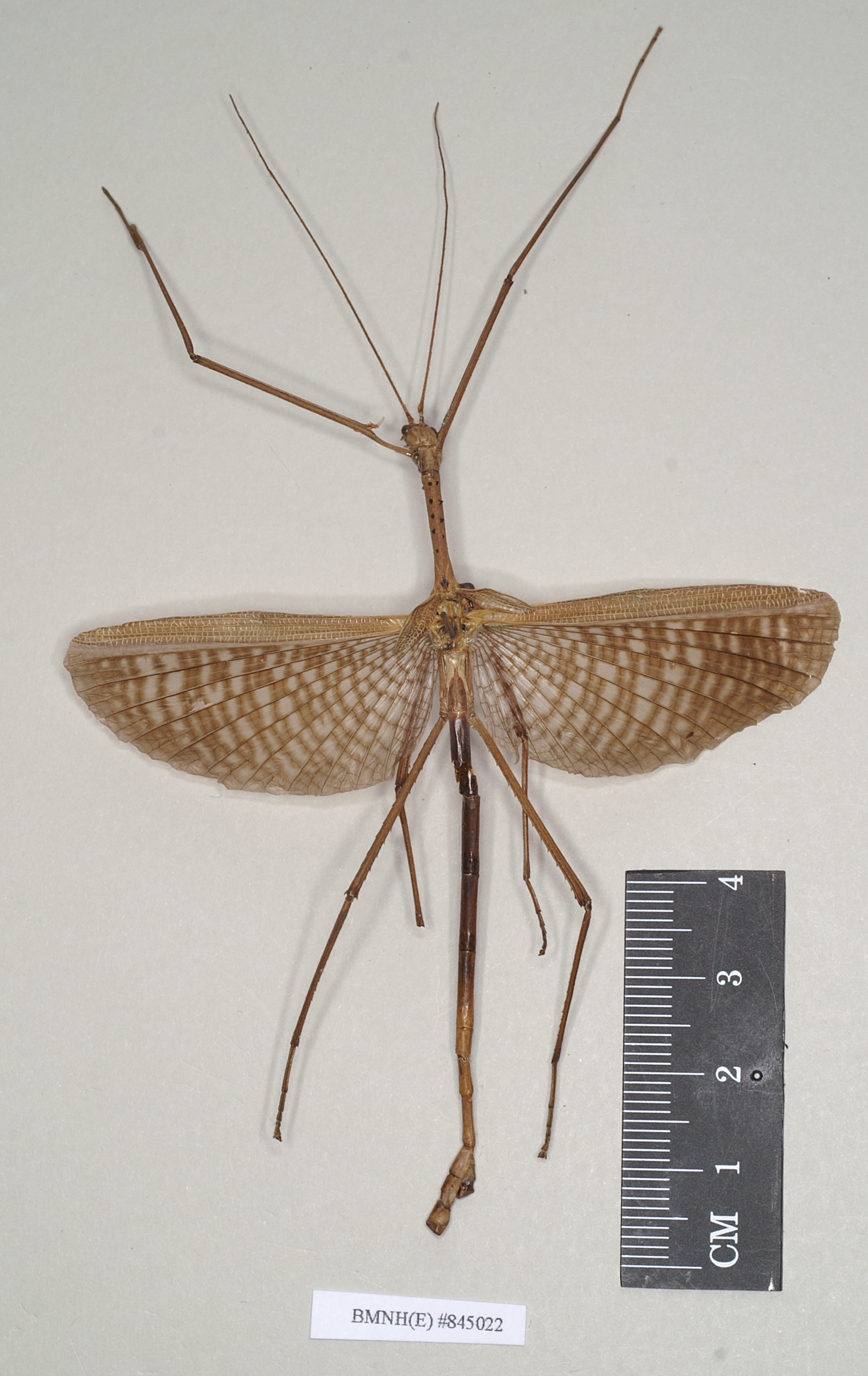 copyright Natural History Museum, London. male of Ctenomorpha tessulata (syntype). Depicts CollectionObject 1558212; NHMUK(SF IMPORT DUPLICATE) 845022, 464d8bf8-b5de-4bc4-a20e-1f290bc5ab0b, a CollectionObject.