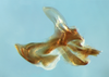 Huaylasacris maxicerci Cigliano, Pocco & Lange, 2011: phallic complex without epiphallus, lateral view. (Otu).
