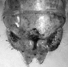 Lirometopum coronatum Scudder, 1875: male cerci (not a type). (Otu).