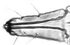 Subgenital plate.: !! display not done !! on apterous viviparous female: Aphis (Aphis) rumicis Linnaeus, 1758: Rostrum (URS) of A. rumicis. (Observation).