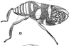 Habitus, lateral view on Perinoia septemfasciata Walker, 1851: (Observation).