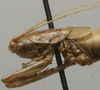 CollectionObject 1535920; 5c569b3a-fbca-4f2a-bee2-1bb8a364b960: female pronotum, lateral view (paralectotype). (CollectionObject).