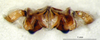 CollectionObject 1521409; 08b38882-599e-491d-9735-4870228b4bea: male, epiphallus (holotype). (CollectionObject).