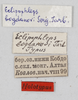 CollectionObject 1528778; 026a847e-ac29-4579-a26b-35b5ea1424cc: labels (holotype). (CollectionObject).