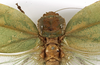 CollectionObject 1529816; b7cc16ac-40ad-4bfe-a389-68871929168b: female pronotum, dorsal view (holotype). (CollectionObject).