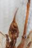CollectionObject 1505578; 69c03974-eb45-4734-a573-8b8bffe47d8b: Female, ventral view (holotype). (CollectionObject).