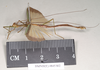 CollectionObject 1557515; 9dad141f-cbd9-4264-bbec-c99cd2c03221: copyright Natural History Museum, London. female, lateral view (syntype). (CollectionObject).