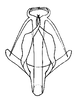 Aedeagus, posterior view on Prairiana bivirga (DeLong & Freytag, 1976): Male: aedeagus, posterior view. (Observation).
