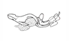 Kyphiacris andeana Carbonell & Descamps, 1978: Fig. 31. endophallus, lateral view. (Otu).