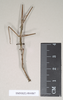 CollectionObject 1557900; NHMUK(SF IMPORT DUPLICATE) 844867, 13638891-8274-486e-bc7c-104307b25cb8: copyright Natural History Museum, London. male (holotype). (CollectionObject).