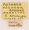 CollectionObject 1585734; 784df7b5-f023-4ccc-a66d-0ed5f6b28d5a: labels (female paratype). (CollectionObject).
