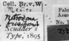 CollectionObject 1564378; c2aad372-89a4-4db6-b5fb-5563eea7324d: Image Carbonell, C.S. labels (paralectotype). (CollectionObject).