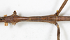 CollectionObject 1559001; 11854f69-fd51-4979-b3b0-4565cb6cf245: copyright MHNG Geneva. female metanotum, dorsal view (holotype). (CollectionObject).